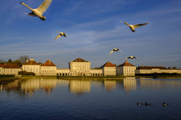 Deutschland, Bayern, München, Höckerschwäne (Cygnus olor) im Flug über dem Nymphenburger Schlosspark - LBF03058