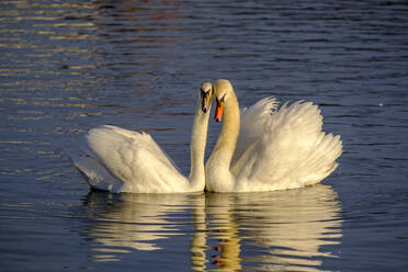 Germany, Portrait of mute swan (Cygnus olor) couple swimming together - LBF03061