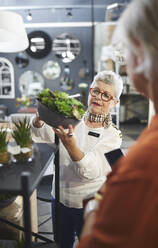 Arbeiter zeigt einer Kundin in einem Geschäft für Wohnkultur eine Sukkulentenpflanze - CAIF27401