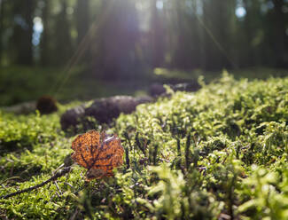 Germany, Close-up of leaf lying on moss in Upper Palatinate Forest - HUSF00128