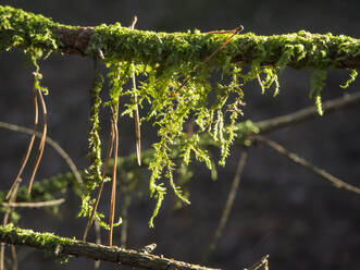 Germany, Mossy branches in Upper Palatinate Forest - HUSF00134