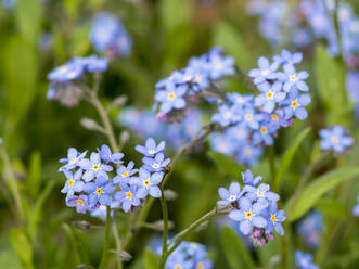 Deutschland, Nahaufnahme des blühenden Waldvergissmeinnichts (Myosotis sylvatica) im Oberpfälzer Wald - HUSF00137