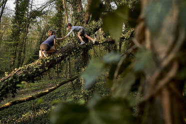 Boy helping sister climbing on tree in forest - AUF00370