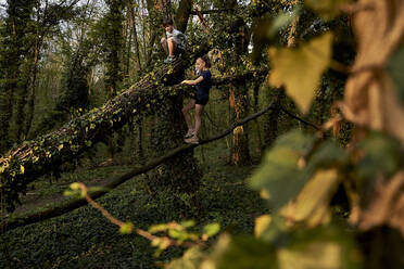 Geschwister klettern in voller Länge auf einem Ast im Wald - AUF00371