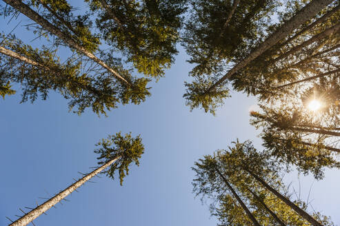 Direkt unter der Ansicht von hohen Bäumen gegen einen klaren blauen Himmel an einem sonnigen Tag - DIGF10455