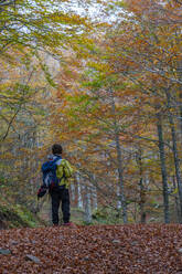Rückansicht eines Jungen beim Wandern im Wald in voller Länge - LOMF01065