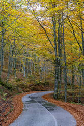 Empty road amidst trees in national park during autumn - LOMF01066