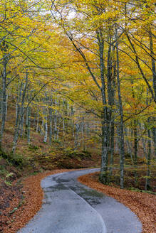 Leere Straße inmitten von Bäumen im Nationalpark im Herbst - LOMF01066