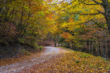Fallen leaves on empty road along trees in forest during autumn - LOMF01067