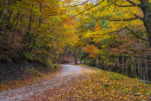 Gefallene Blätter auf leerer Straße entlang von Bäumen im Wald im Herbst - LOMF01067