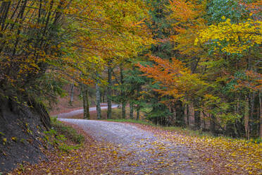 Empty road with fallen autumn leaves in national park - LOMF01068