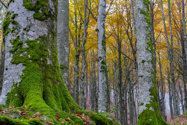 Moss on tree trunks in national park during autumn - LOMF01069