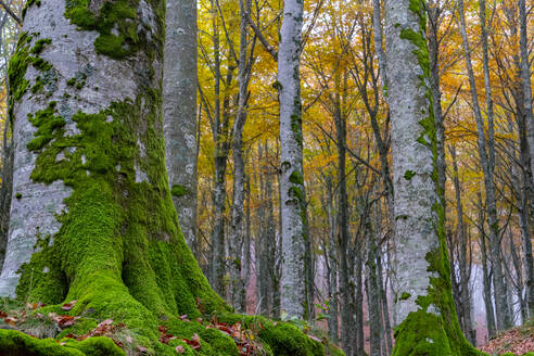 Moos auf Baumstämmen im Nationalpark im Herbst - LOMF01069