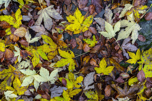 Directly above view of fallen leaves in national park during autumn - LOMF01070