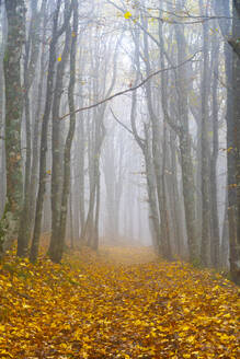 Kahle Bäume mit gefallenen Herbstblättern im Wald bei nebligem Wetter - LOMF01071
