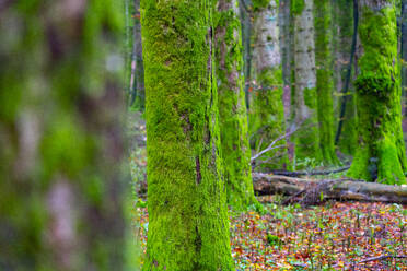 Moss covered tree trunks in forest during autumn - LOMF01073