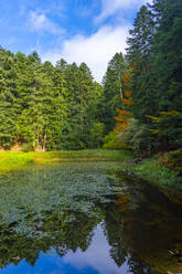 Reflexion grüne Bäume auf Teich im Wald gegen Himmel - LOMF01075