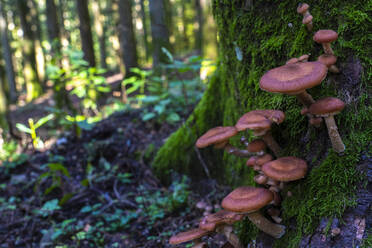 Fungus growing on moss covered tree trunk in woodland - LOMF01076