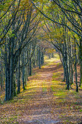 Hiking trail amidst bare trees in national park during autumn - LOMF01077
