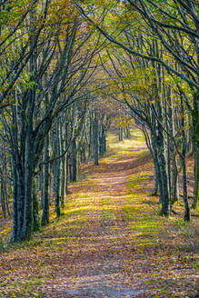Wanderweg inmitten kahler Bäume im Nationalpark im Herbst - LOMF01077