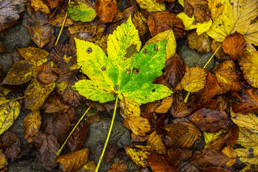 Vollbildaufnahme von gefallenen Blättern im Nationalpark im Herbst - LOMF01078