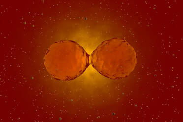 Three dimensional render of mitosis of red stem cells - SPCF00650