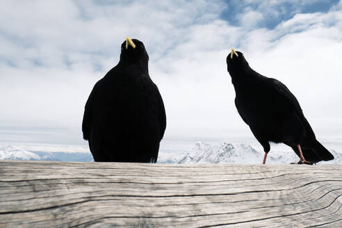 Deutschland, Bayern, Garmisch-Partenkirchen, Alpendohle (Pyrrhocorax Graculus) auf Holzstamm am Zugspitzplatt - WFF00432