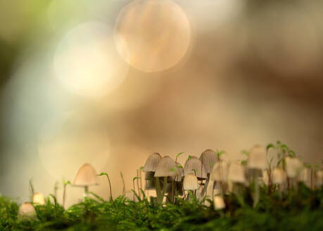 Close-up of fairy inkcap (Coprinellus disseminatus) mushroom growing in forest - BSTF00142