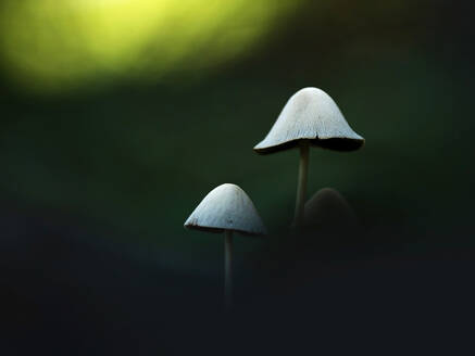 Close-up of white Mycena mushrooms growing in forest - BSTF00143