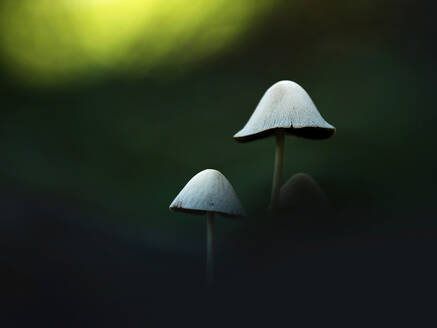 Nahaufnahme von weißen Mycena-Pilzen, die im Wald wachsen - BSTF00143