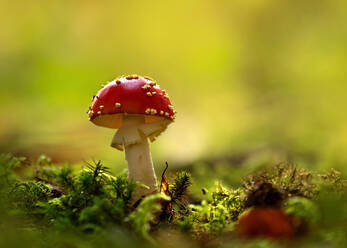 Close-up of fly agaric (Amanita muscaria) mushroom growing in forest - BSTF00144