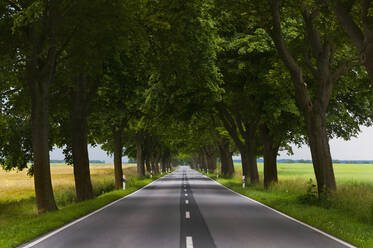 Gerade leere Landstraße entlang von Bäumen - DIGF10467