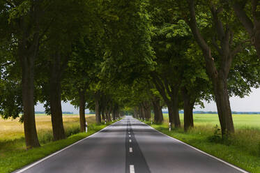 Straight empty country road along trees - DIGF10467