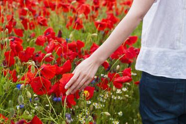 Mittelteil einer Frau, die eine frische rote Mohnblume berührt, die auf einem Feld blüht - DIGF10472