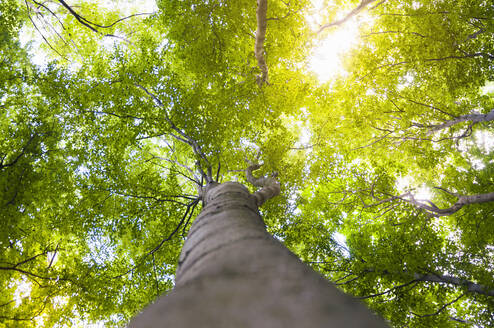 Grüne Baumkrone im Wald - DIGF10482