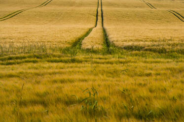Tyre tracks on wheat field - DIGF10484