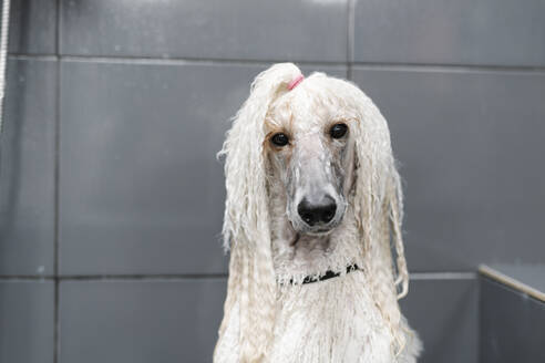 Portrait of wet Standard Poodle - JCZF00049