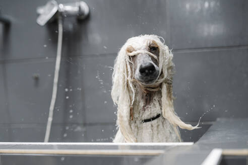 Portrait of wet Standard Poodle shaking head - JCZF00050