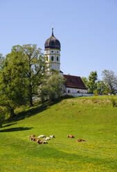 Germany, Bavaria, Munsing, Cattle relaxing in front of Church of Assumption of Virgin Mary in spring - SIEF09819