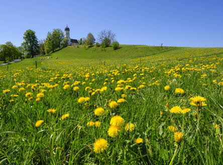 Germany, Bavaria, Munsing, Dandelions blooming in springtime meadow with Church of Assumption of Virgin Mary in background - SIEF09820