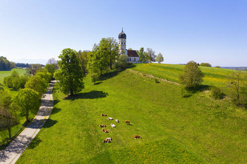 Germany, Bavaria, Munsing, Drone view of cattle grazing in front of Church of Assumption of Virgin Mary in spring - SIEF09821