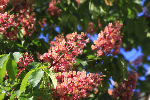 Germany, Blossoming chestnut tree branches in spring - JTF01561