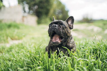 Portrait of yawning bulldog lying on a meadow - OCMF01211