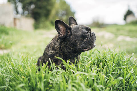 Portrait of bulldog sitting on a meadow stock photo