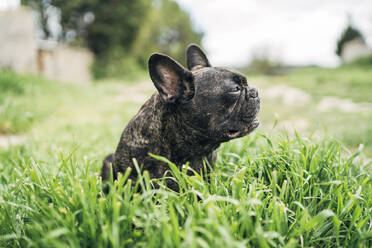Portrait of bulldog sitting on a meadow - OCMF01212