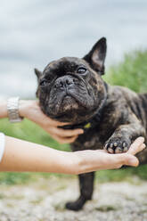 Porträt einer Bulldogge mit Pfote - OCMF01215