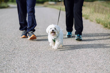 Ausschnittansicht eines älteren Paares, das mit dem Hund spazieren geht - XLGF00152