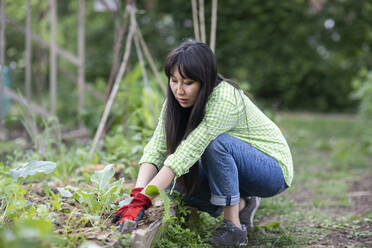 Frau bei der Gartenarbeit im städtischen Garten - SGF02628