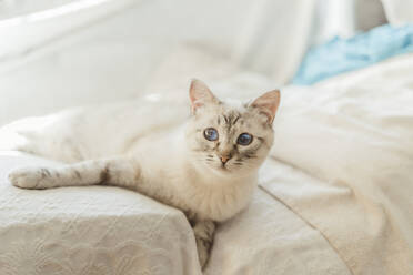 Spanien, Porträt einer weißen Katze auf dem Bett liegend - AFVF06249