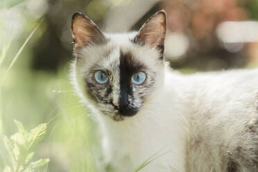 Spanien, Porträt einer im Freien stehenden weißen Katze - AFVF06250